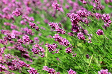 lavenders (Lavandula)