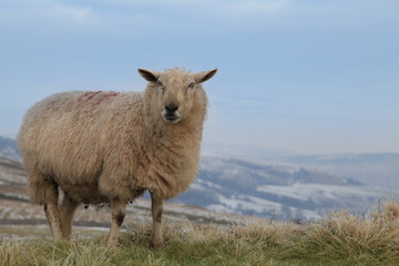 Fototapeta premium Sheep