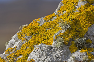 yellow lichen on stone