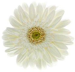fleur blanche gerbera