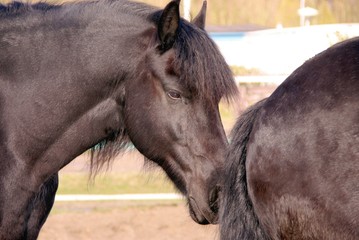 Two black Frisian horses