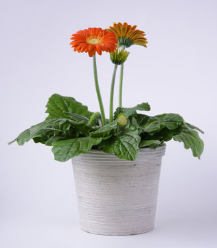 gerbera in vaso