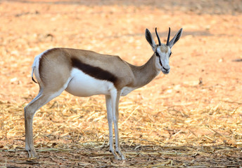 Thompson Gazelle