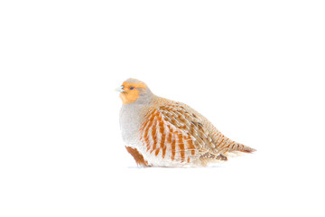 The Grey Partridge (Perdix perdix) in a winter scene