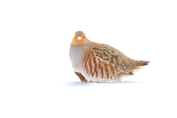 The Grey Partridge (Perdix perdix) in a winter scene