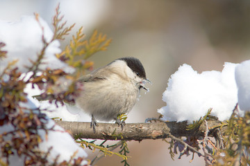 March tit on a snowy branch / Poecile palustris