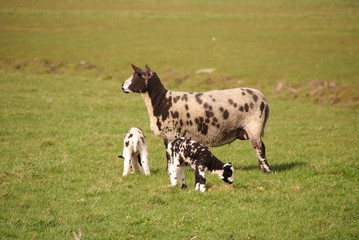 A speckled sheep with two lambs