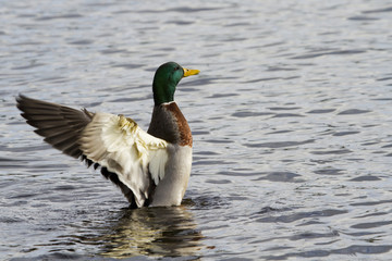 Mallard Duck