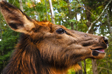 Fototapeta premium Female Elk