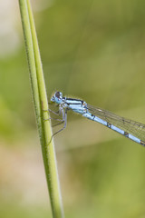 Blue Damselfly