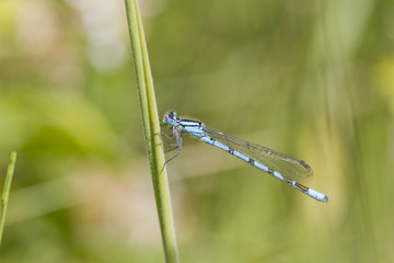 Blue Damselfly