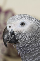 African Grey Parrot  (Psittacus erithacus)