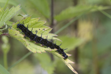 caterpillar peacock butterfly (Inachis io)