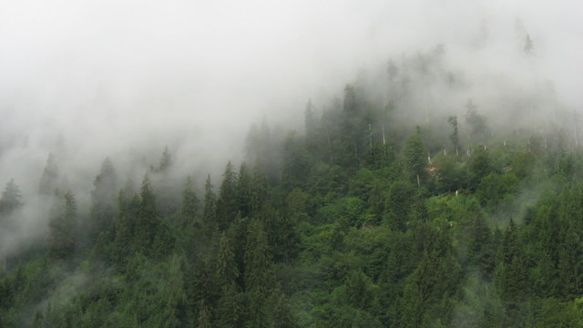 Time lapse of moving fog over the forest in alps