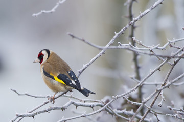 Goldfinch (Carduelis-carduelis)