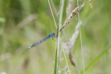 Blue Damselfly