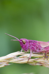 Pink Grasshopper