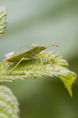Green Shield bug  (Palomena prasina)