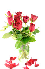 Red rose gift  Valentine's Day