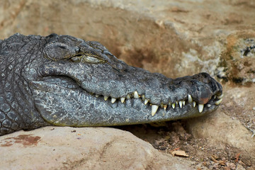 Nile crocodile (Crocodylus niloticus)