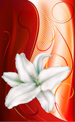 lily on a red-orange background