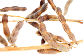 Soy Beans isolated on white background