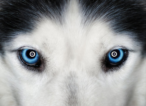 Husky blue eyes