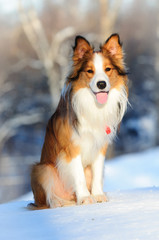 Red color border collie sittin on the snow