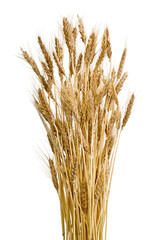 Fototapeta premium Sheaf of ears of wheat on isolated white background