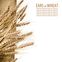 Wheat and burlap fabric on isolated white background