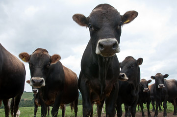 Jersey (breed) cattle on farm