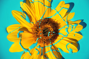 Sonnenblumenuntergang in Türkis