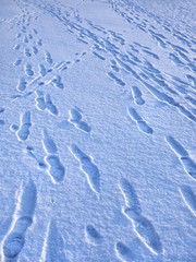 footprints in the snow