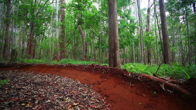 mountain bikers race down trail in forest