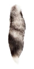 Silver fox tail isolated