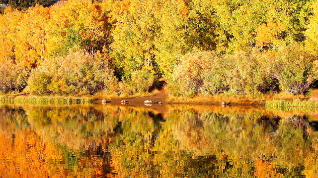 fall colors, vibrant aspen reflecting in lake