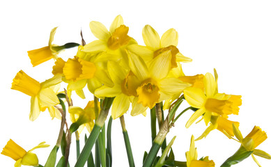 Spring daffodil flowers in bloom