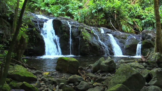 lush river in jungle