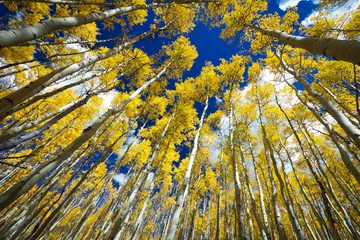 Fotobehang Surrounded by a Forest of Tall Golden Aspen Trees © deberarr