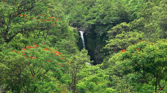 Jungle Waterfall