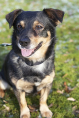 Young german shepherd