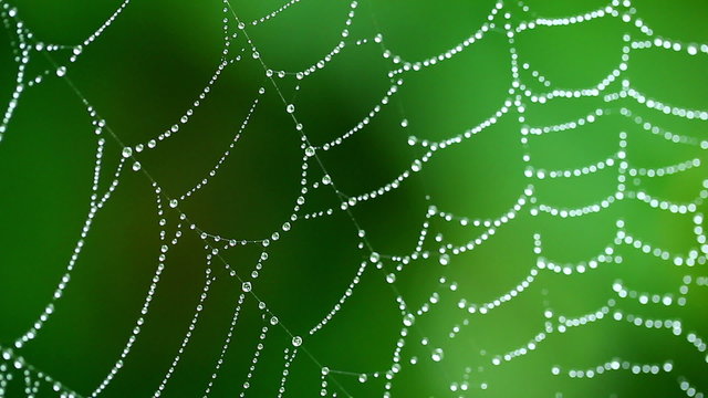 Macro View of Beautiful Spider web with water drops