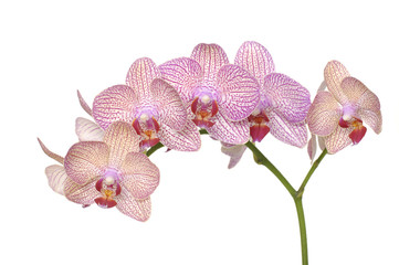 Branch of pink orchids isolated