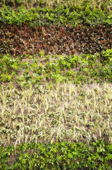 Mixed plant pattern on the wall