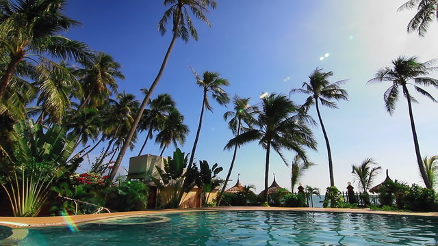 Swimming pool and palms loop