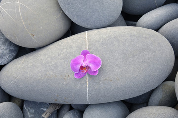 pink orchid on pebble