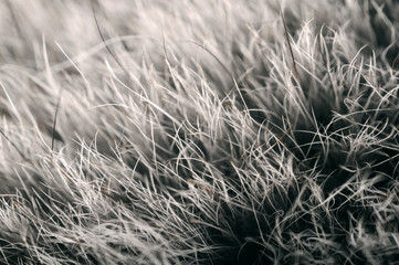 Polar (Arctic) Fox Fur Close-Up