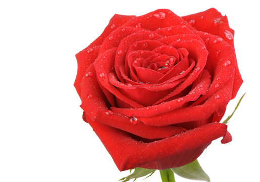 Red rose with water drops it is isolated on a white background