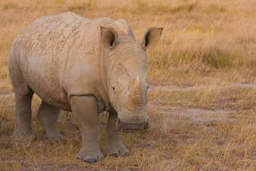 Rare White Rhino