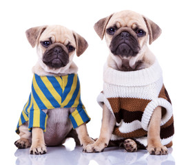 two dressed pug puppy dogs
